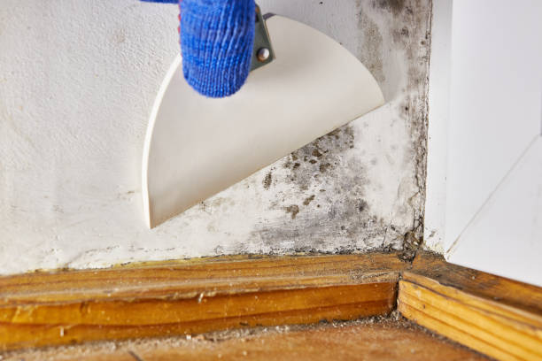 Best Asbestos and Lead Testing During Mold Inspection  in Lutcher, LA